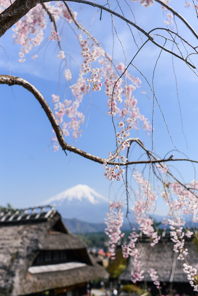 The Best Way to View & Explore Mt Fuji | Lake Kawaguchiko, Iyashi No Sato