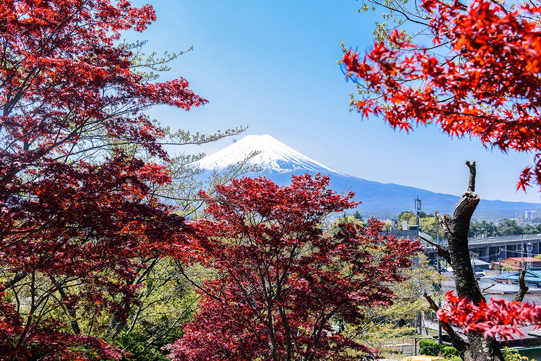 Chureito Pagoda | Best Mt Fuji Viewing Spots