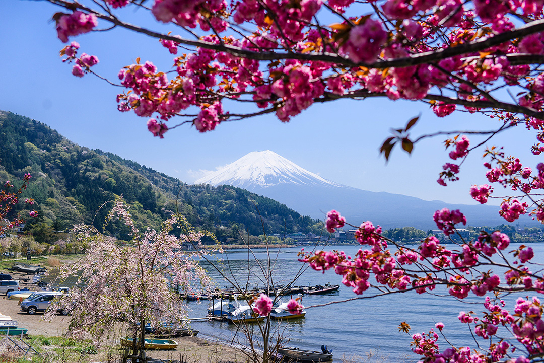 The Best Way to View & Explore Mt Fuji | Lake Kawaguchiko, Iyashi No Sato