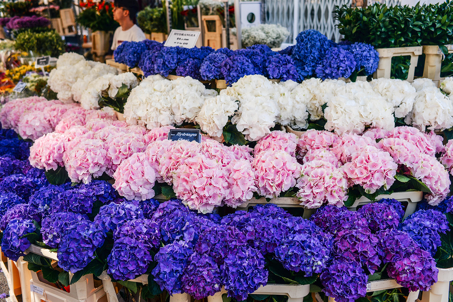 Columbia Road Flower Market | The Style Scribe