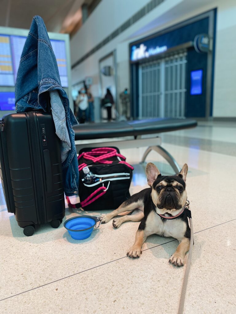 TRAVELING WITH REESES // TIPS FOR FLYING WITH DOGS